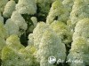 Hortenzija šluotelinė ,Polar Bear' (lot. Hydrangea paniculata)